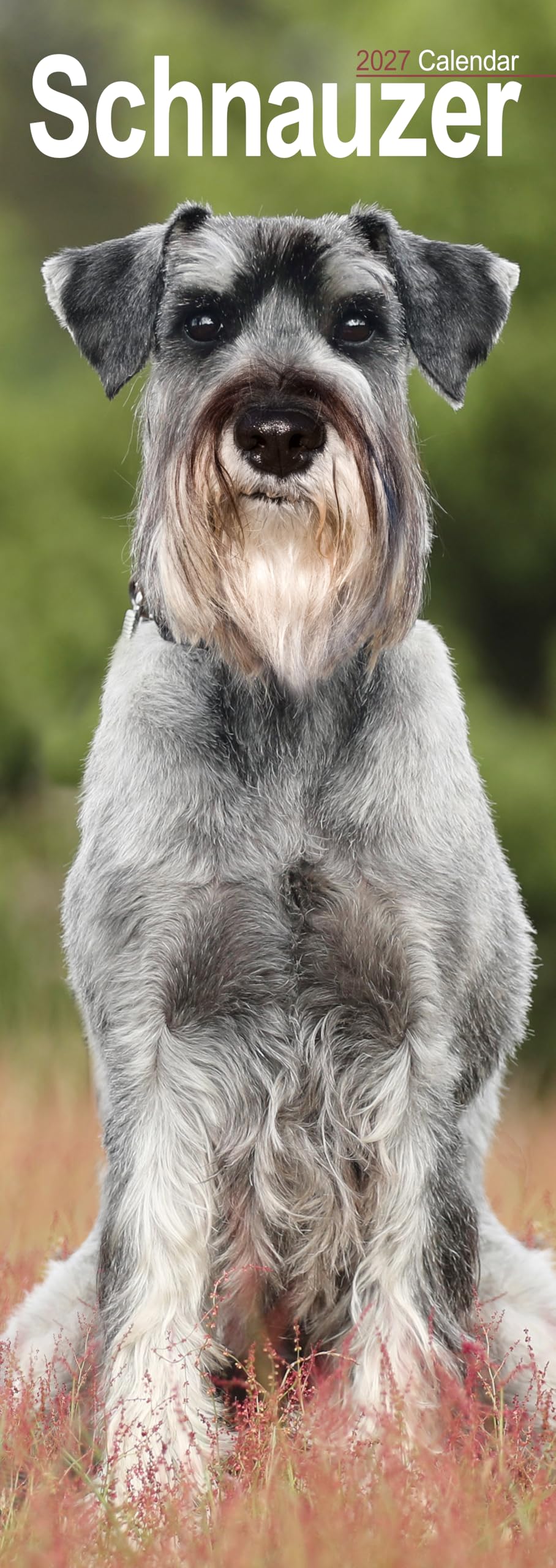 Schnauzer Slim 2027 Calendar | Slimline Wall Calendar | Dog Breed Gift | Plastic Free Packaging | by Avonside Publishing