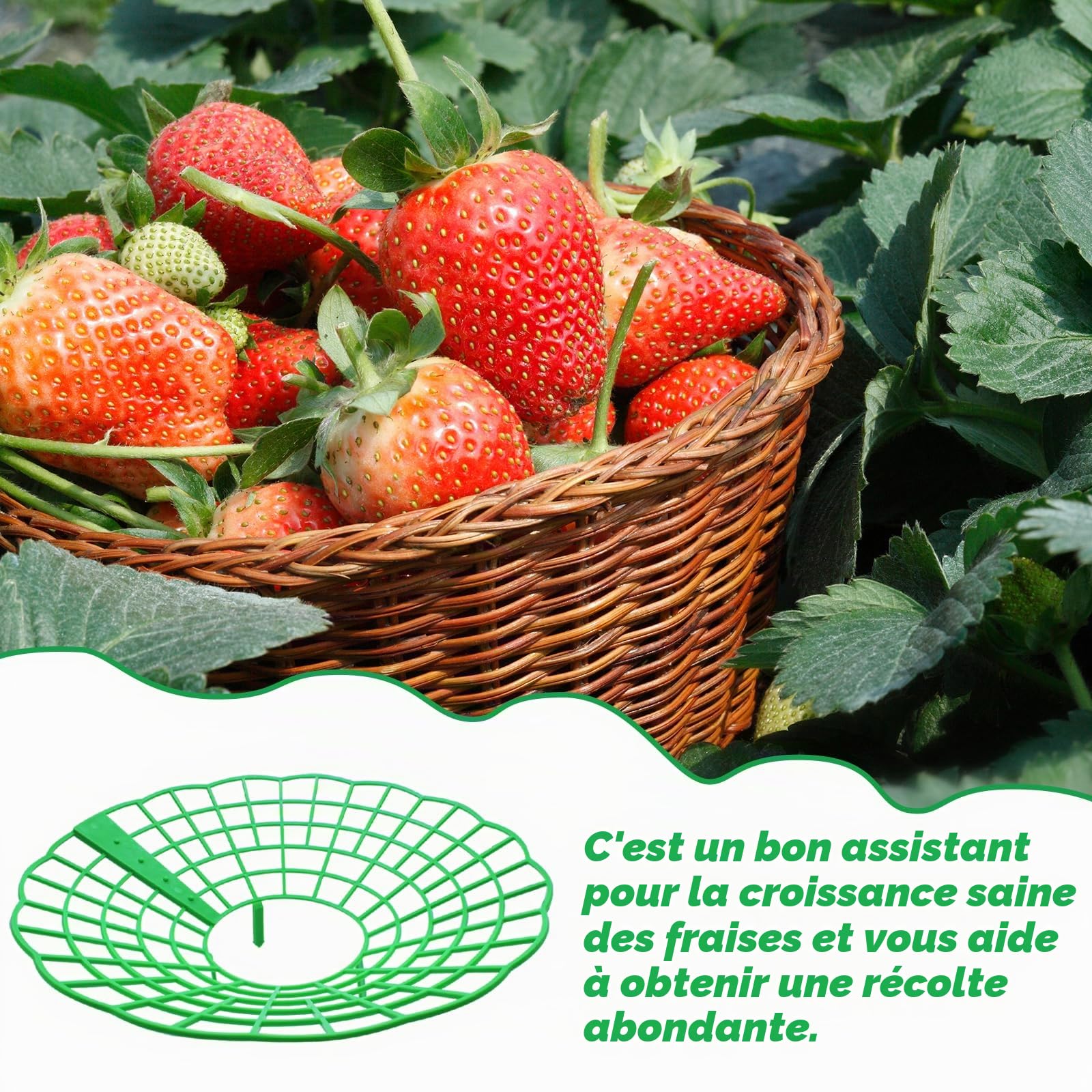 15 Pièces Support Fraisier, Plastique Amovible Supports pour Fraises Diamètre 30.6 cm Support de Culture de Fraises pour Fraise, Légume, Fleur, Plante (Vert)