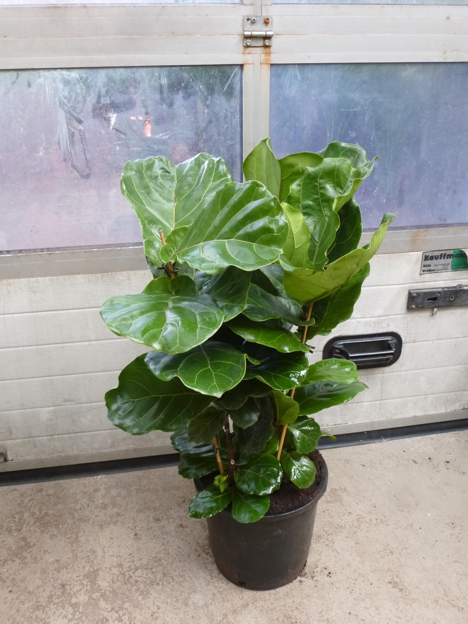 Palmenlager] - XXL Ficus elastica "Tineke" 150 cm - Gummibaum 3er Tuff -  Zimmerpflanze : Amazon.de: Garten