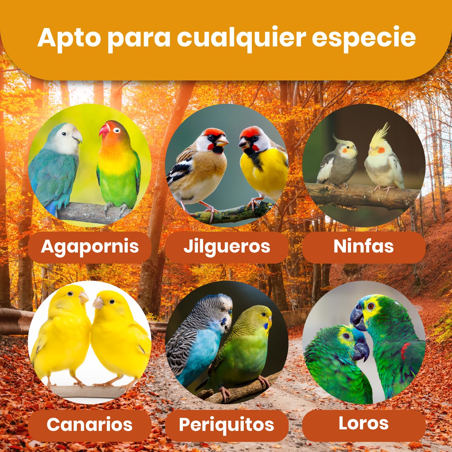 Papilla Pajaros 800G, Papilla Agapornis, Papilla para Jilgueros y Ninfas Papilleras, Alimento para Aves de Cualquier Tipo, Comida Agapornis, Comida Canarios... en Fase de Embuche