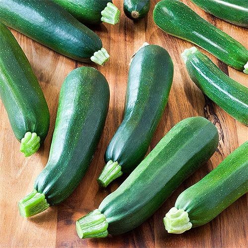 Beautiful Garden Flower Seeds 20+ Zucchini Seeds - Squash Seeds - Black Beauty