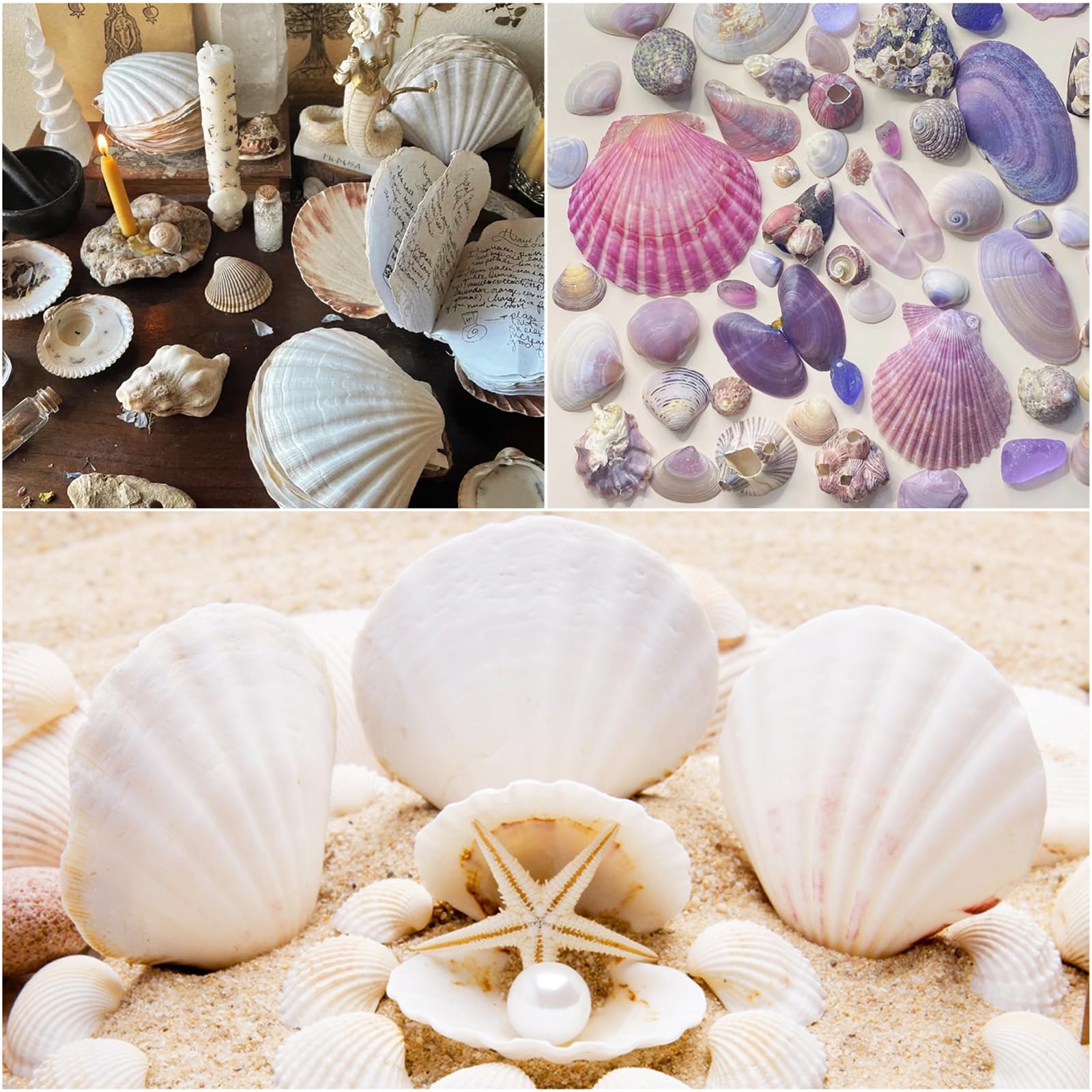 TaoQ C 20 PCS Scallop Shells Natural Seashell - Image 4