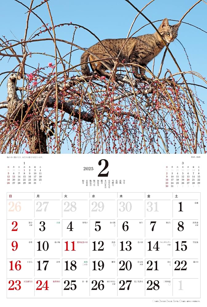 日経ナショナルジオグラフィック社 2004年 カレンダー 岩合光昭