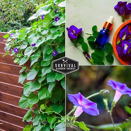 Miniatura 4 de Survival Garden Seeds - Grandpa OTT - Semilla de gloria matutina para plantar - 2 paquetes con instrucciones para plantar y cultivar Ipomoea