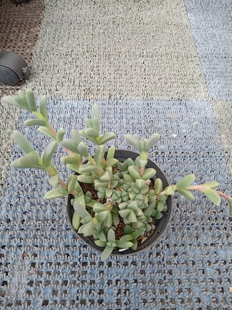 多肉植物 夕映え♡抜き苗(^○^) ミックスベリア 夕波 抜き苗 多肉植物 おらいさん - メルカリ