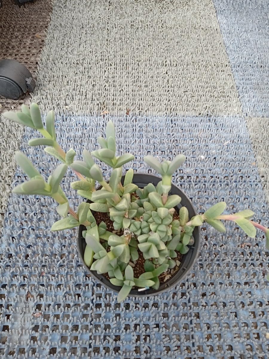 多肉植物 夕映え♡抜き苗(^○^) 多肉植物 アエオニウム属♡夕映え♡抜き苗