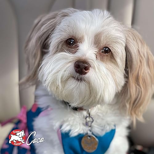 Miniatura 9 de Fromm Frommbo Gumbo Hearty Stew con salchicha de pollo - Comida húmeda prémium para perros - Receta de pollo - Caja de (12) latas de 12.5 onzas