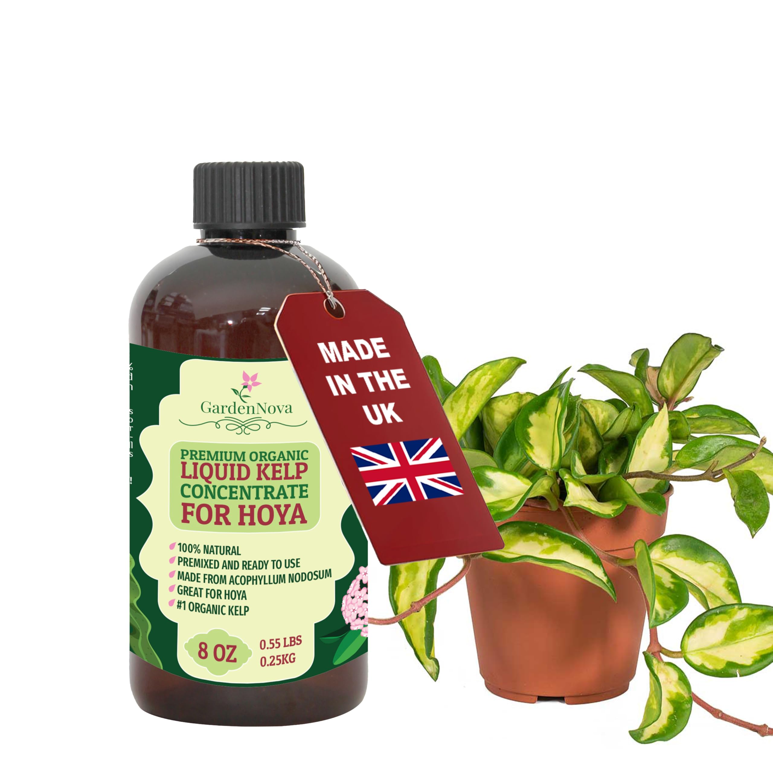 GARDENNOVA Premium Organic Seaweed & Kelp Superfood for Hoya Plants - 8 oz - Liquid Kelp Fertilizer Concentrate (Makes 25 Litres)