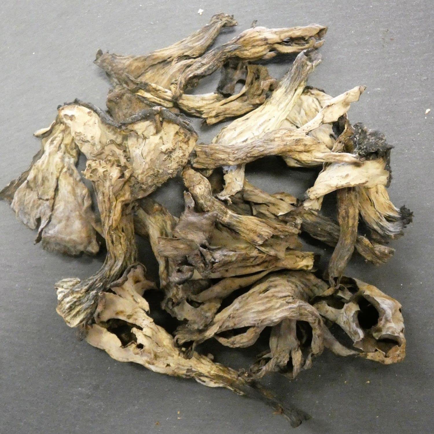 Lote de 6 trompetas – Maceta de 100 g