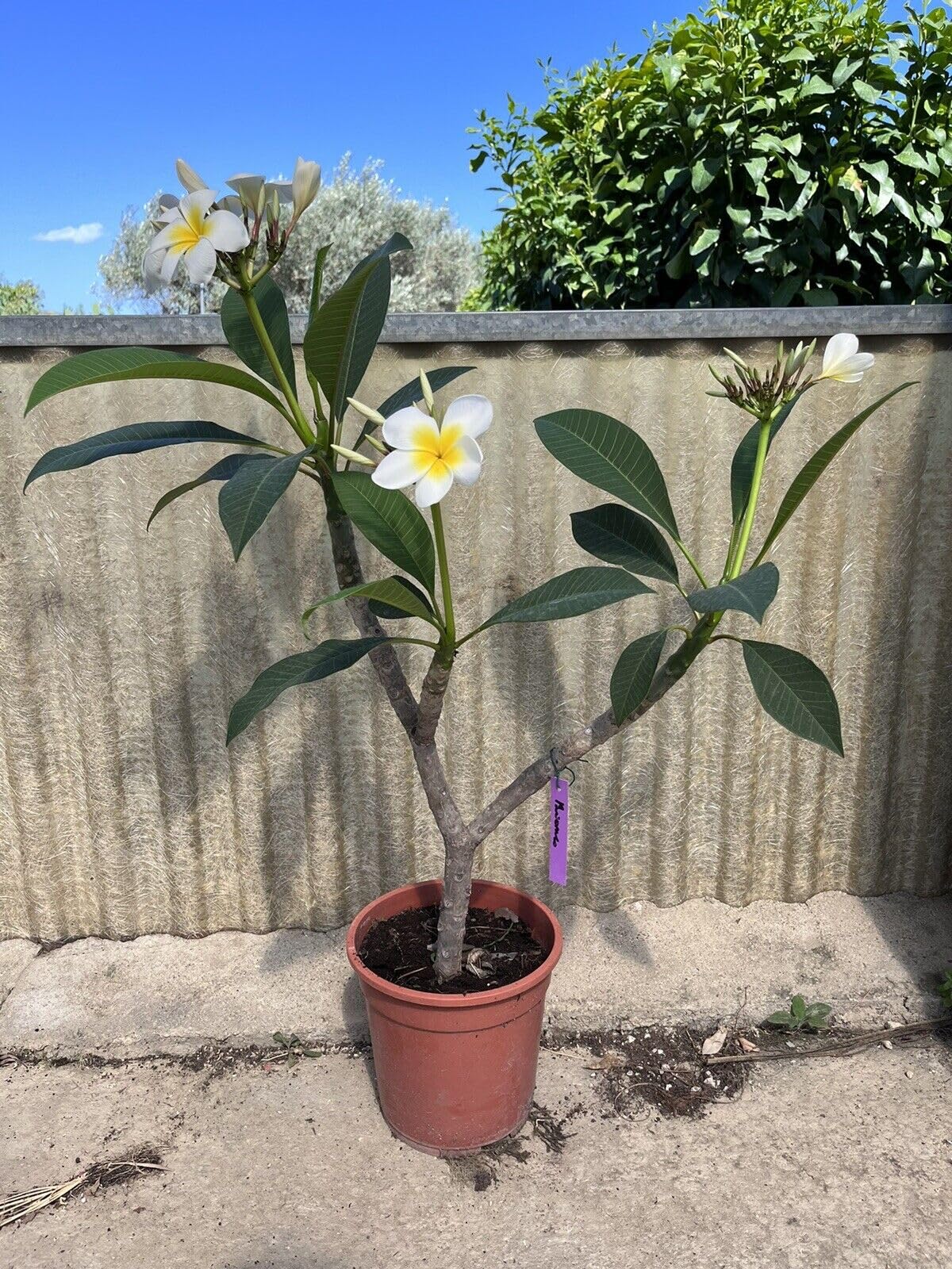 Pianta di Plumeria o Frangipani, vaso20, Fiori Profumati (Bianco e Giallo)