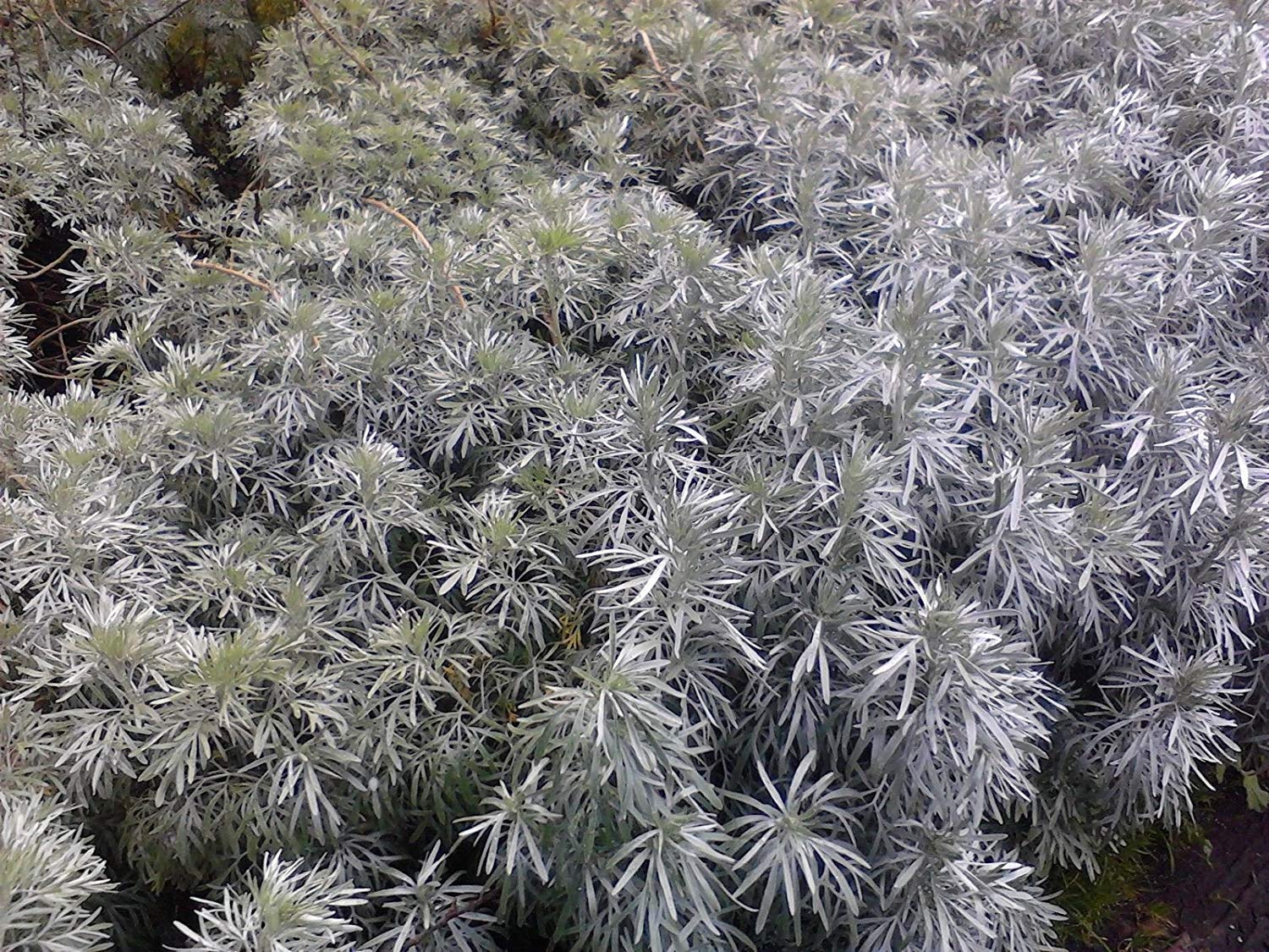 Artemisia Annua (Sweet Annie Wormwood) 250+ Seed