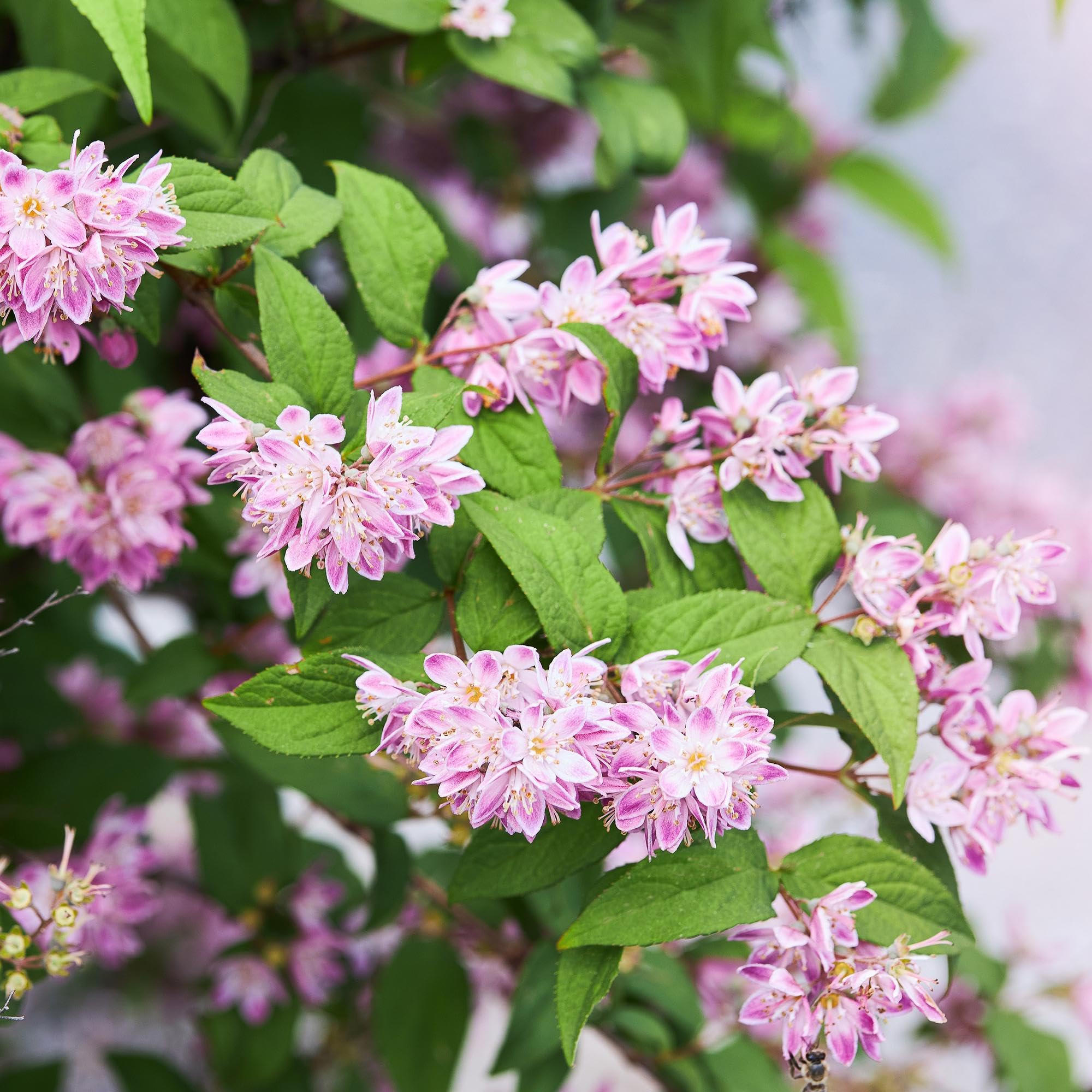 Sternchenstrauch Deutzia hybrida Strawberry Fields Zimmerpflanze 45 cm