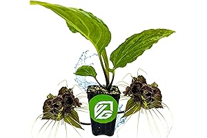 Wellspring Gardens Bat Flower - Tacca Chantrieri - Dark & Lovely Starter Plant