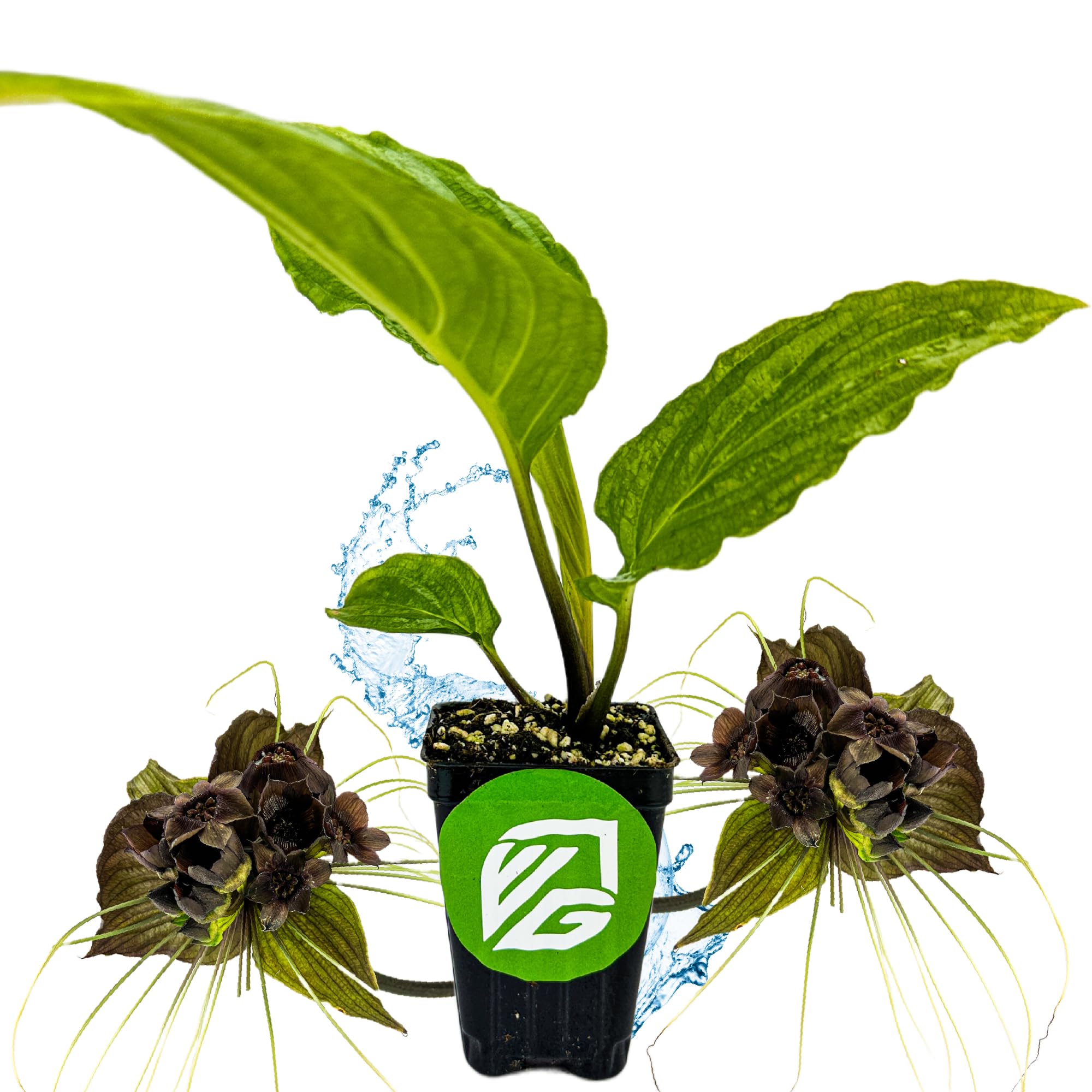 Wellspring Gardens Black Bat Plant