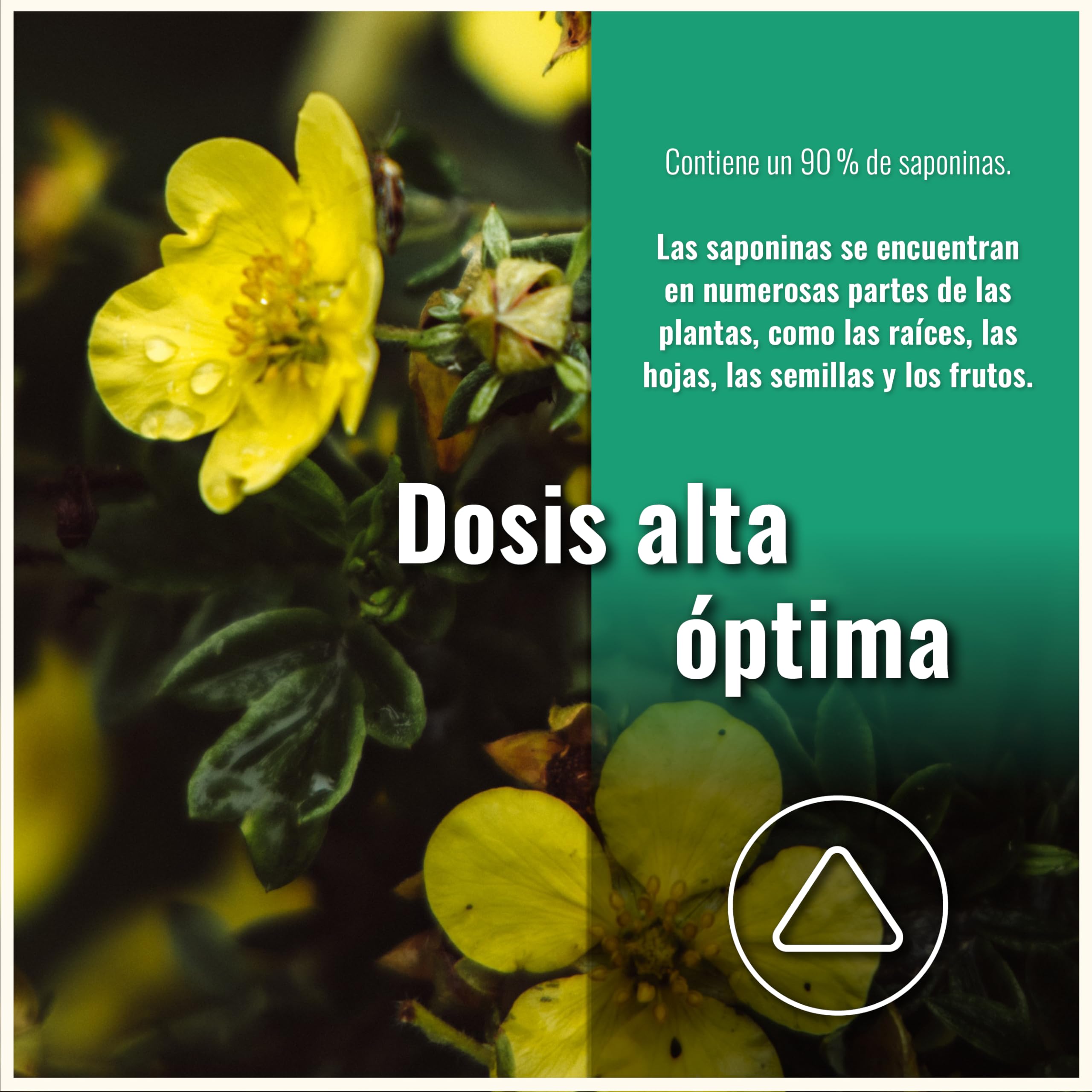 Tribulus Terrestris - 200 Cápsulas - 90% Saponinas - Vegano - Sin Aditivos - Tribulus Terrestris Testosterona