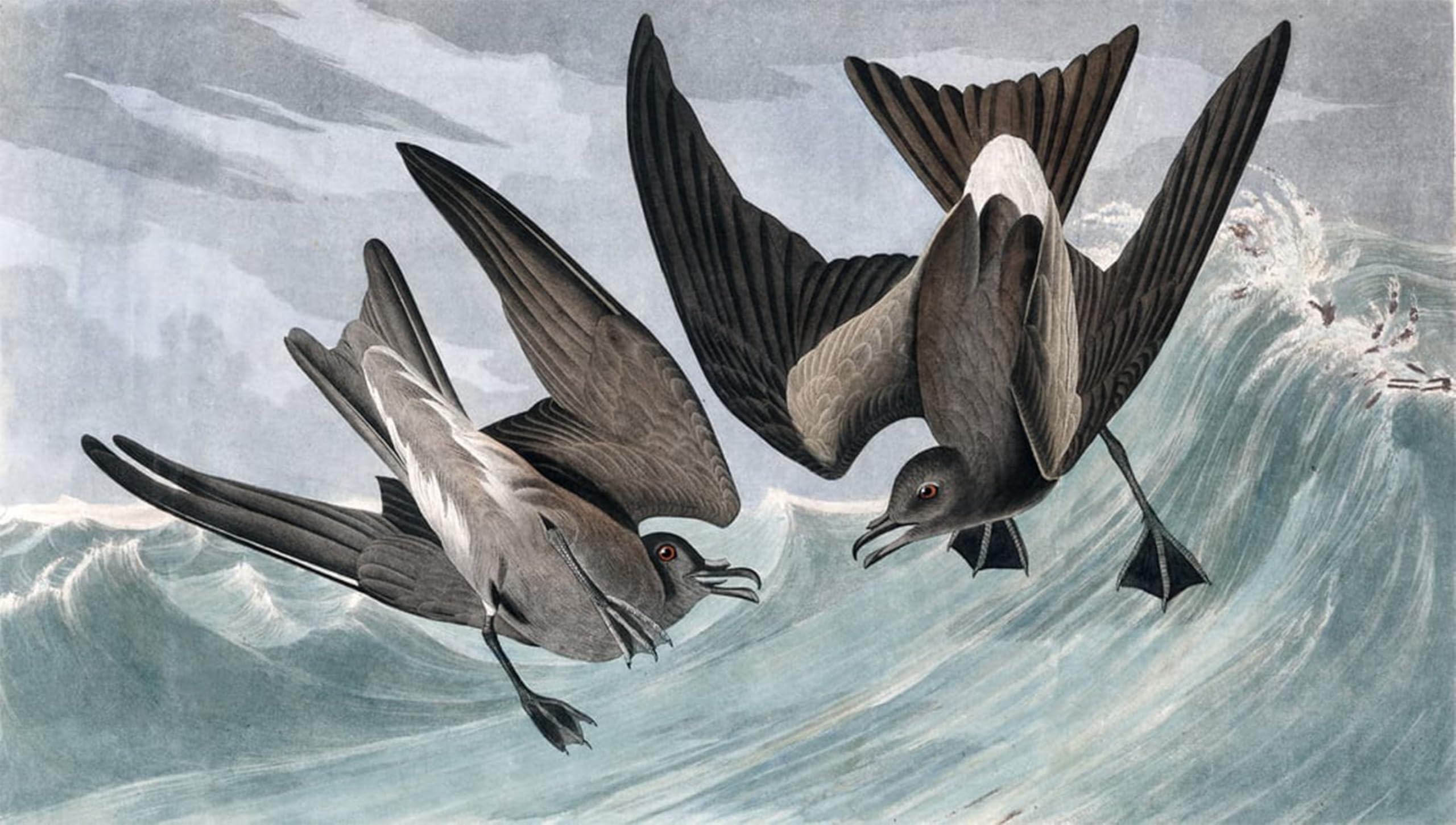 Toile Pétrel à queue fourchue John Audubon de ZHAOSHAN