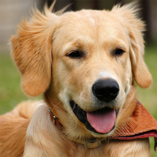 Dog Jigsaw PuzzlesAmazon.co.ukAppstore for Android