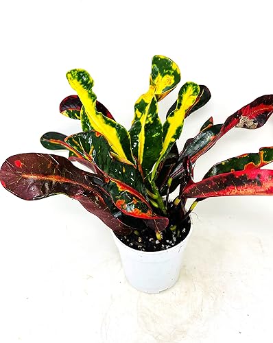 Miniatura 2 de Croton Mammy - Planta viva de 4 pulgadas, plantas de interior fáciles de cuidar