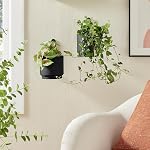 2 Vase de planteur suspendu mural pour les plantes intérieures et extérieures Mur en métal moderne et planificateur de plafond Pot à fleurs minimaliste (Noir, 5.91 de pouce)