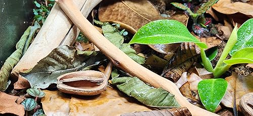 Miniatura 3 de Josh's Frogs Hojas de guayaba para acuario (10 unidades)