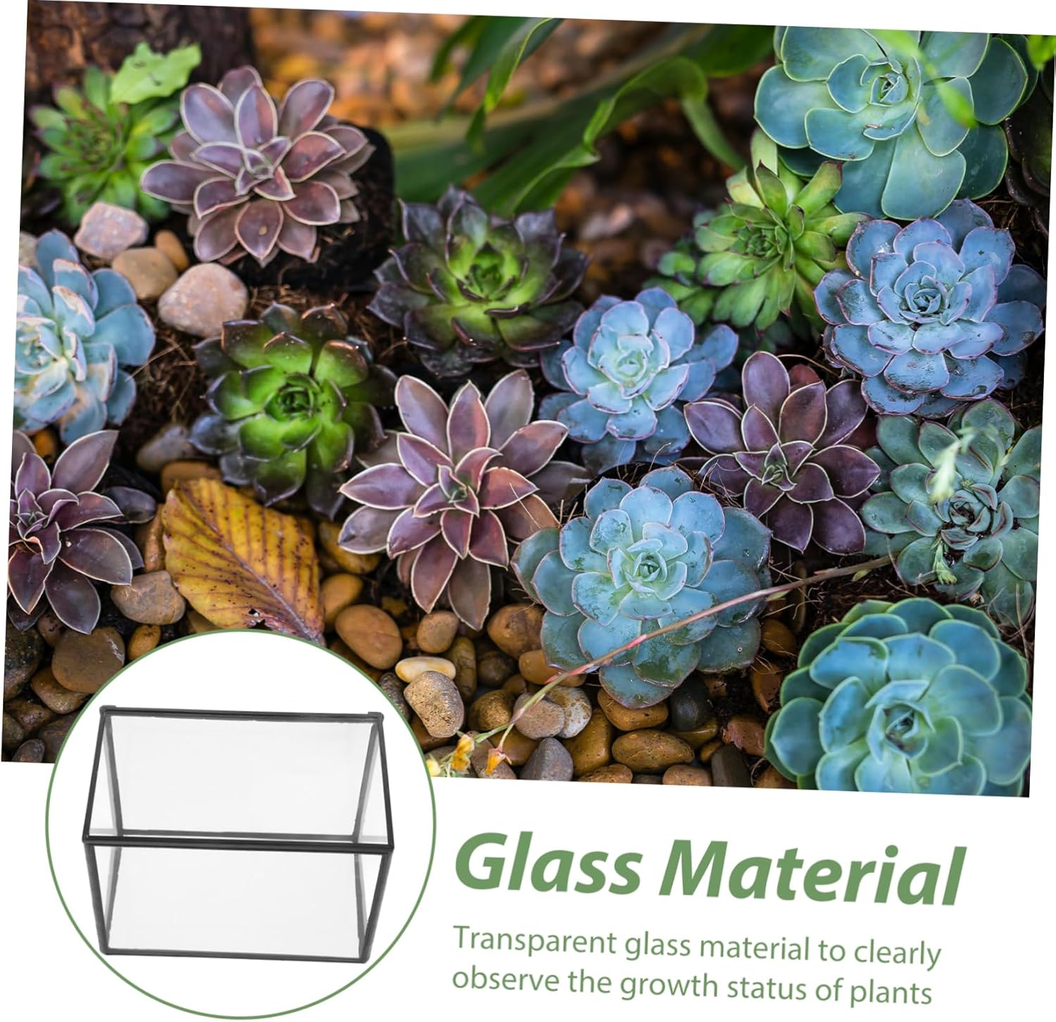 Terrarium Moss Landscape Container Small Terrarium for Home Plant Glass Container