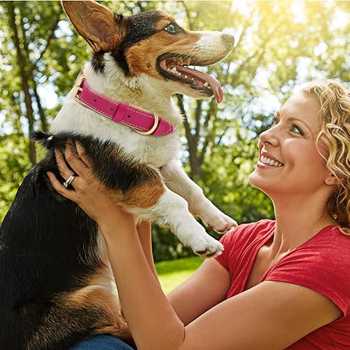 Miniatura 2 de HSIGIO Collar de perro de cuero genuino, collar de perro acolchado suave, collares transpirables y resistentes para mascotas con hebilla de metal