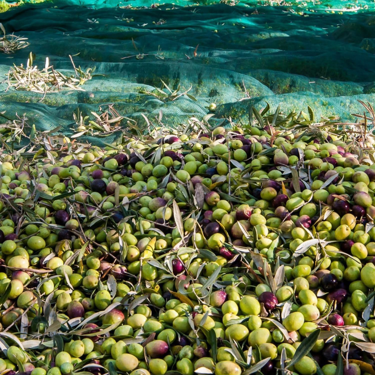 Filet De Récolte En Rouleau - 100 G/m² - La Fabrique à Filets