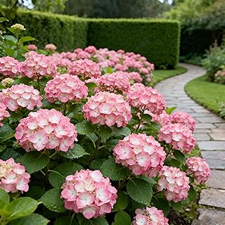 50 Hydrangea Macrophylla Seeds, Pink Hydrangea Plants Flower Seed for Planting, Perennial Non-GMO Hydrangea Seed for Home Garden Outdoor