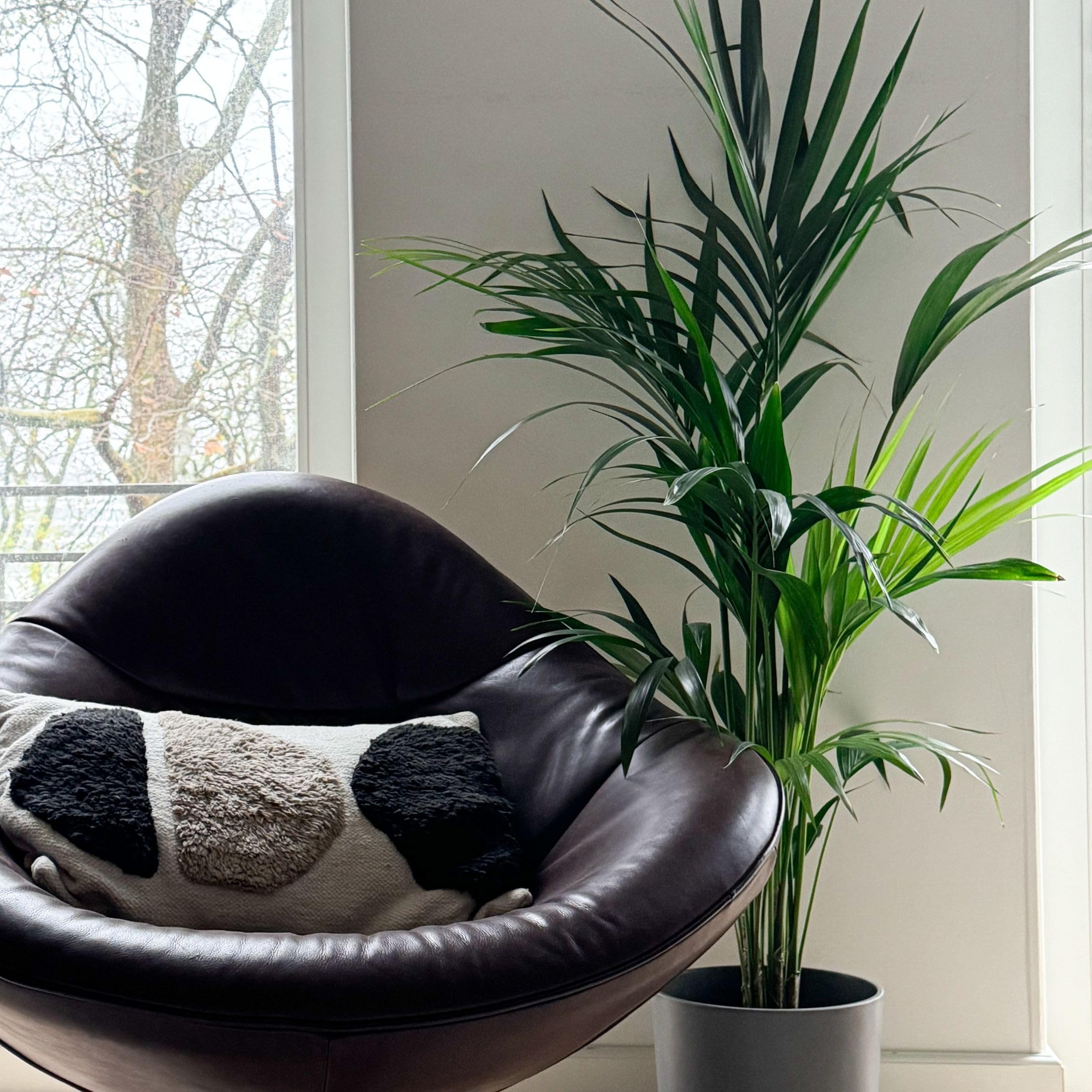 Plant in a Box - Howea forsteriana - Kentia - Palmera de interior - Maceta 21cm - Altura 130-140cm - Planta verde - Siempre verde
