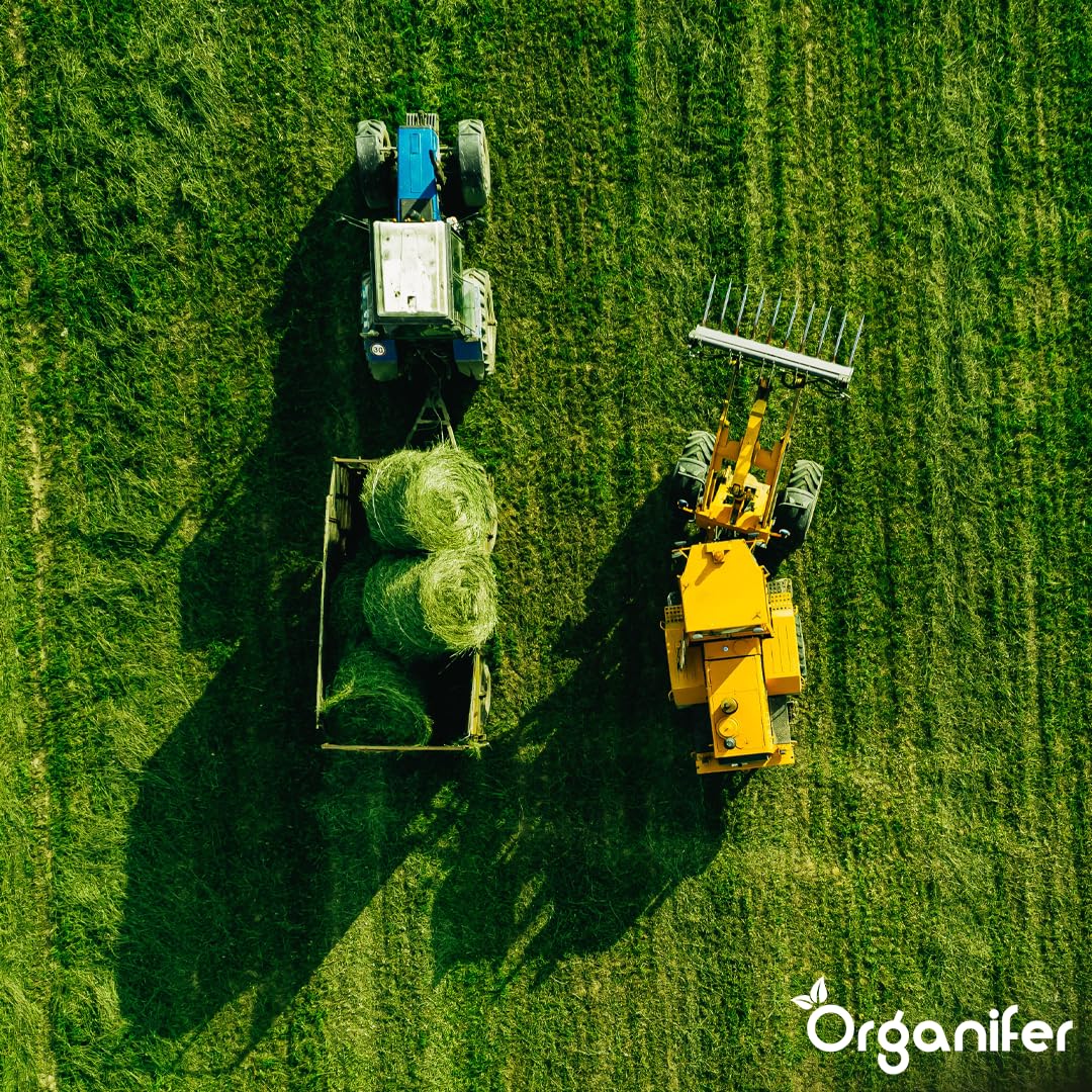 Semillas De Pasto Para Heno - 5kg = 833m² | Mezcla Premium De Heno Y Ensilaje - Nutrientes Para Un Crecimiento Rápido Y Sostenido - Organifer