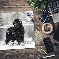 Vista 1023 de Razas de Perros 2017