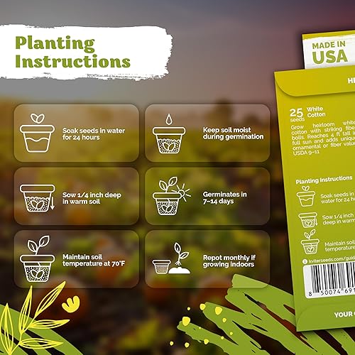 Miniatura 3 de KVITER 25 semillas de algodón blanco para plantar (Gossypium hirsutum) Planta de algodón real, semillas de algodón para cultivo, semillas de