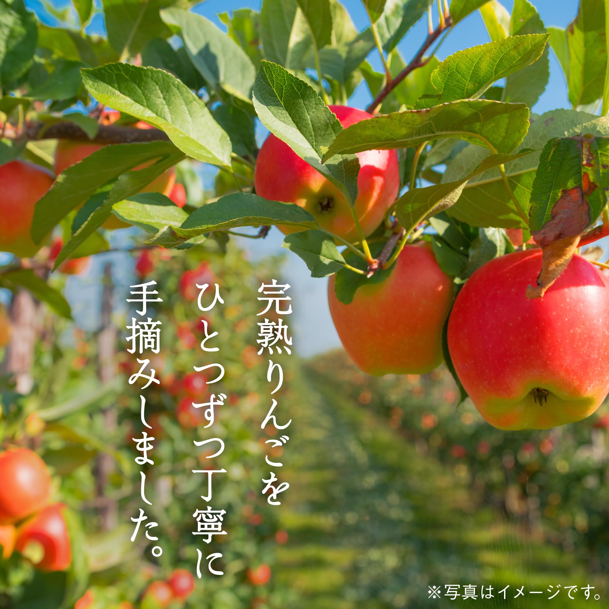 Amazon.co.jp: 【斎藤果樹園】久兵衛謹製 完熟手摘み林檎ジュース