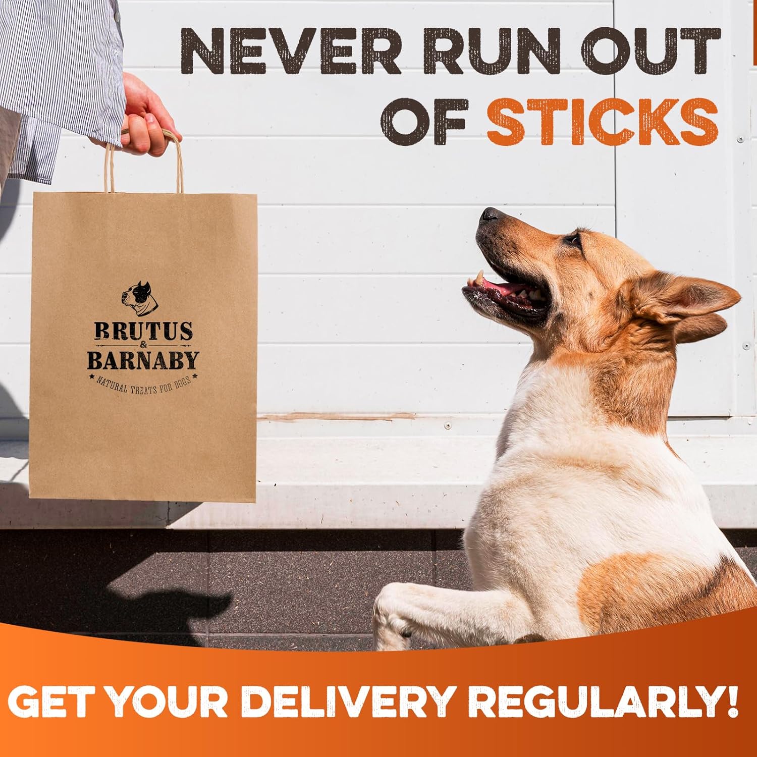 BRUTUS & BARNABY Jumbo Bully Sticks for Dogs (3 Count) - Thick Long Lasting Chews for Aggressive Chewers, Grass Fed, Odor Free, Single Ingredient, Rawhide Free for Large Dogs