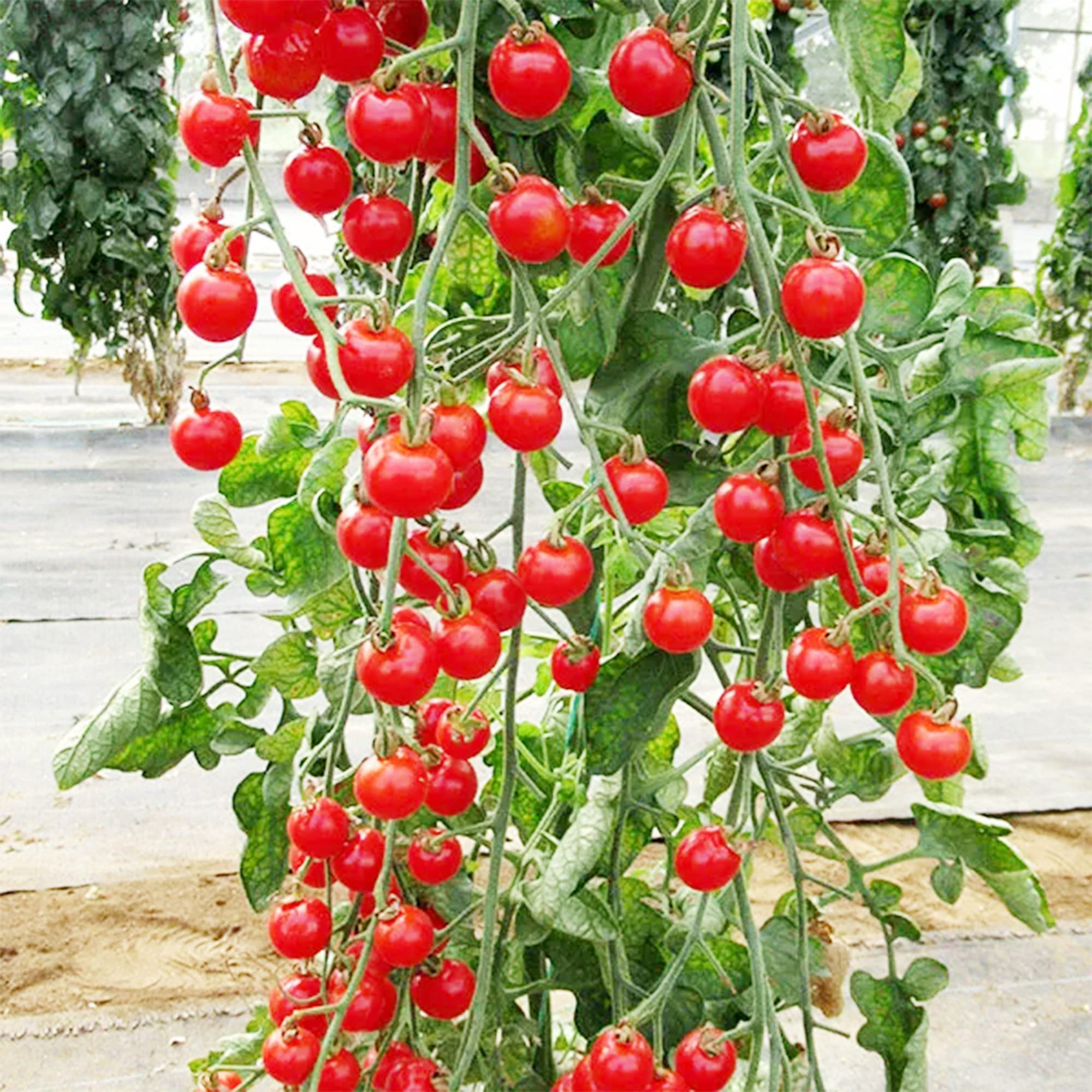 Amazon.com : QAUZUY GARDEN 50 Pcs Campari Tomato Seeds Sweet Cherry Tomato  Non-GMO Heirloom Vegetable Seeds Grow Your Own Tasty and Fresh Vegetable  Freely in Garden Yard : Patio, Lawn & Garden