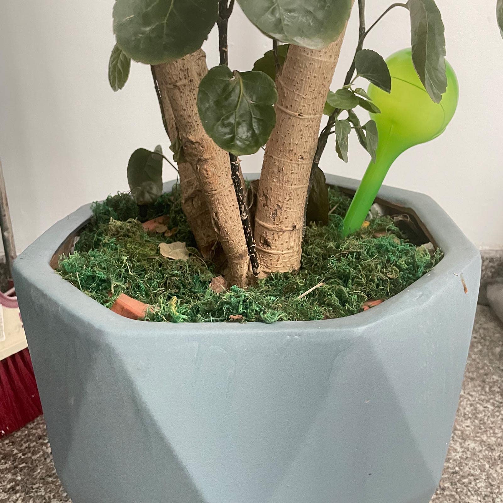 Artillen 6 Stck Wasserkugel ,Bewsserungskugeln,Dosierte  Bewsserung,Blumenbewsserungs fr Garten Bonsai Pflanzen, pflanzen  bewsserung,Automatisches Bewsserungsgert: Amazon.de: Garten