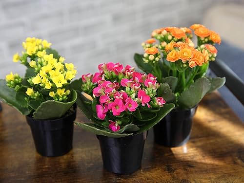 Miniatura 4 de Kalanchoe - Paquete de 3 plantas de flores, decoración de plantas de escritorio, regalos de suculentas vivas para amantes de las plantas, ideas de