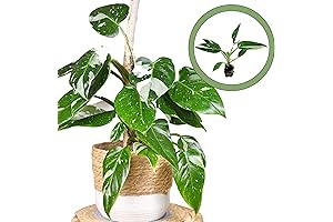 Philodendron White Wizard: An Enchanting Addition to Your Plant Sanctuary