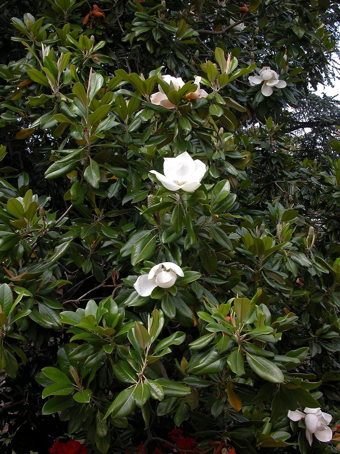 Magnolia grandiflora Gallisoniensis pianta sempreverde in vaso ø22/24 cm h 50/70 cm Vivaio di Castelletto