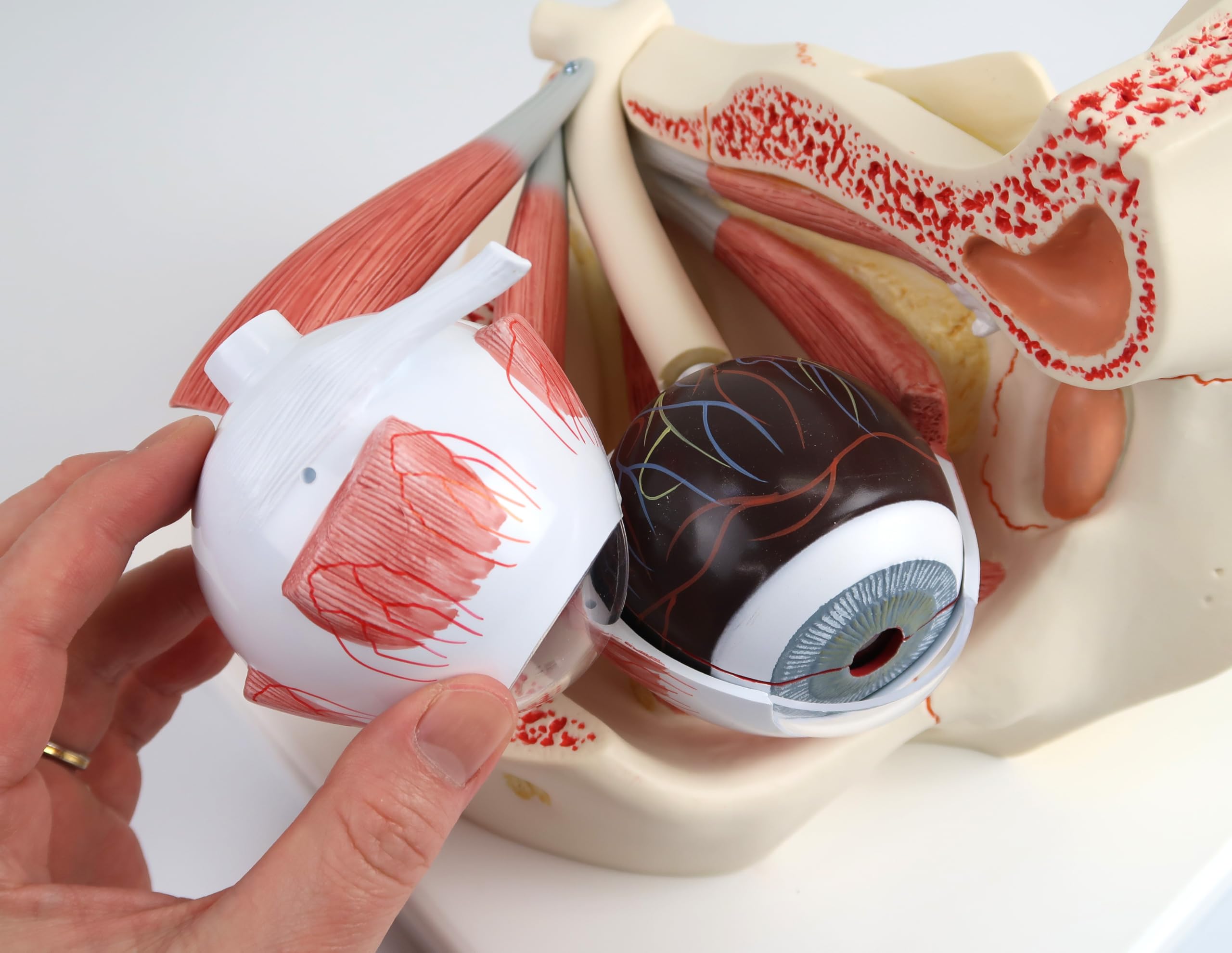 3B Scientific Menschliche Anatomie - Auge, 3-fache Größe, 7-teilig + kostenlose Anatomie App - 3B Smart Anatomy
