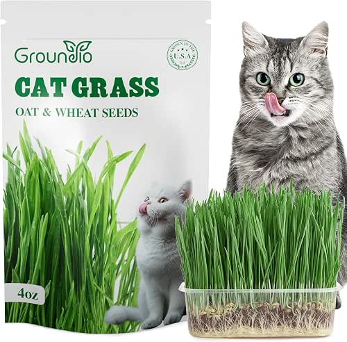 Groundio Cat Grass Seeds 4 OZ | Wheat & Oat