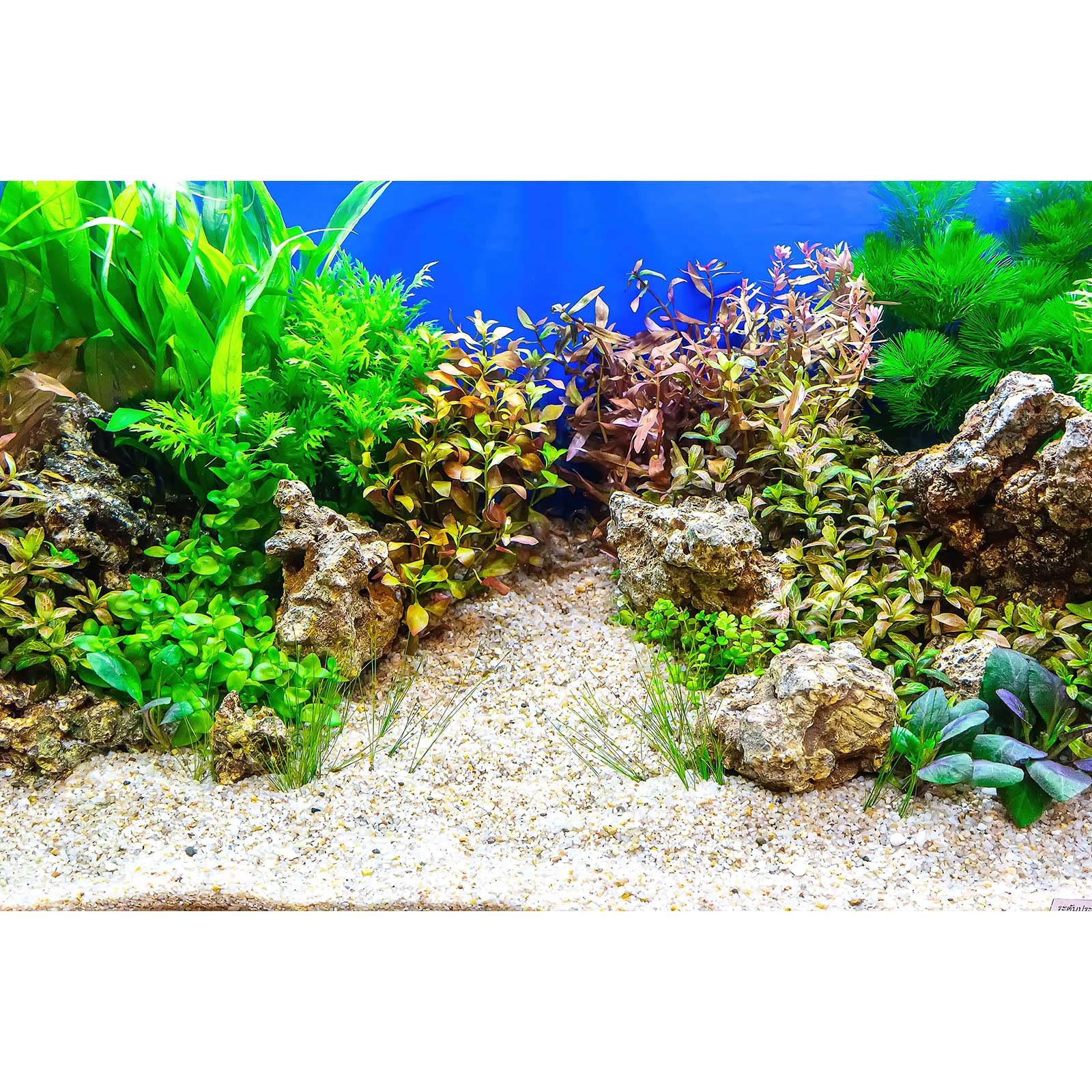Aquarium Background Underwater Grass Leaves with Pebble Aquarium Backdrop Vivid and Fresh Green Aquatic Plant Stone River Bed and Lake Fish Tank