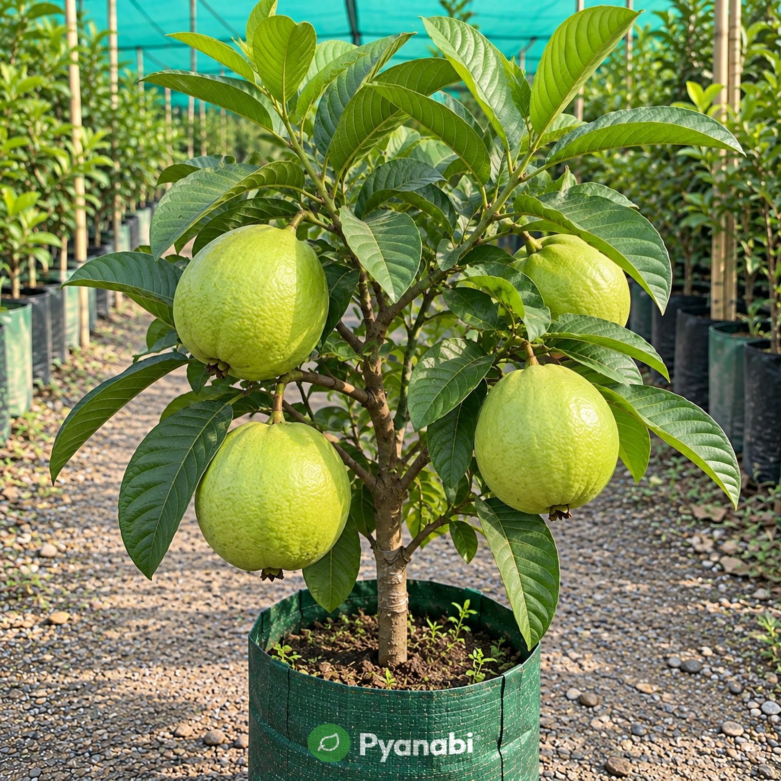 Thai Strawberry Plant - Grow Your Own! -25 Thai Strawberry Plant - Grow Your Own! -25