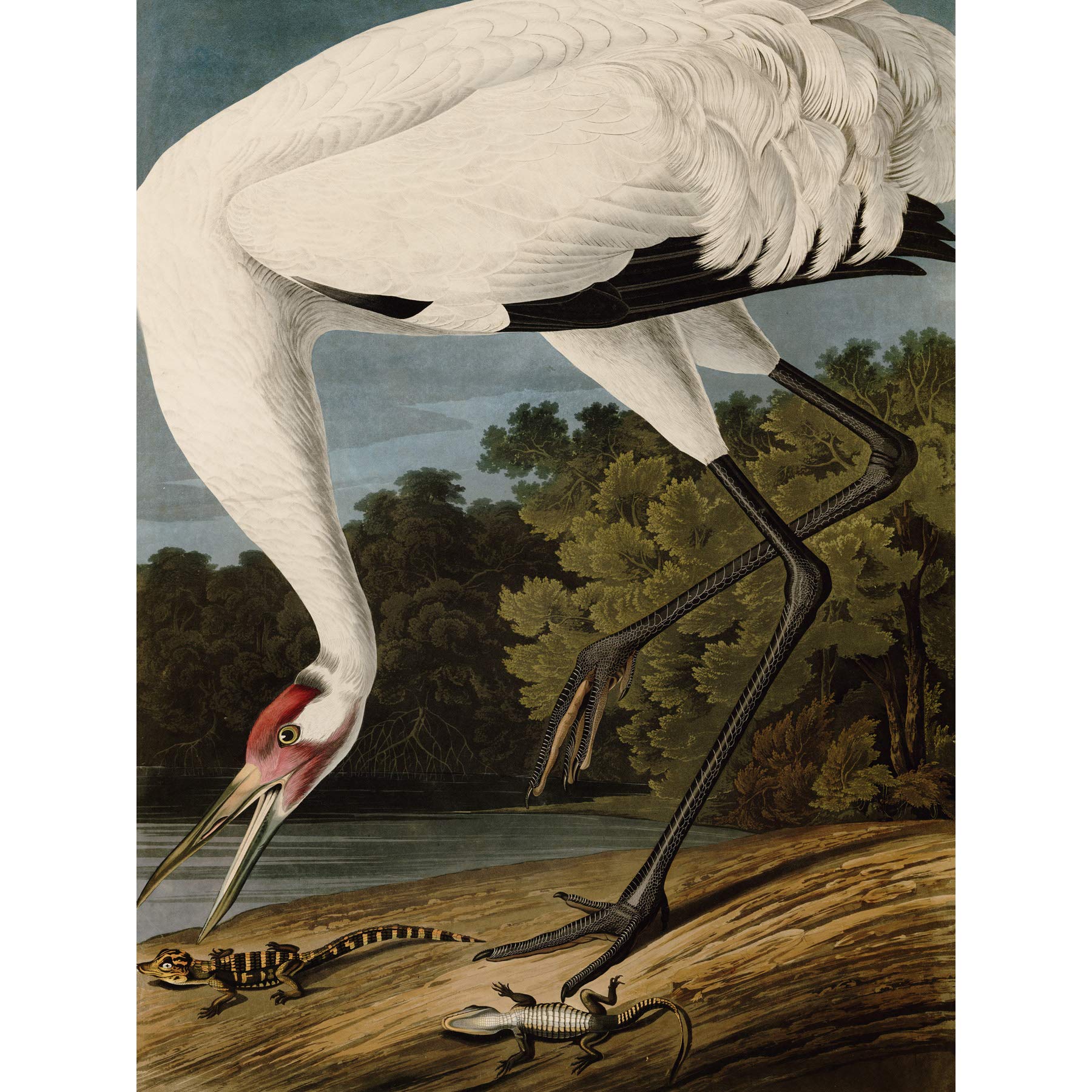 Artery8 Audubon Birds Hooping Crane Painting Large Wall Art Poster Print Thick Paper 18X24 Inch