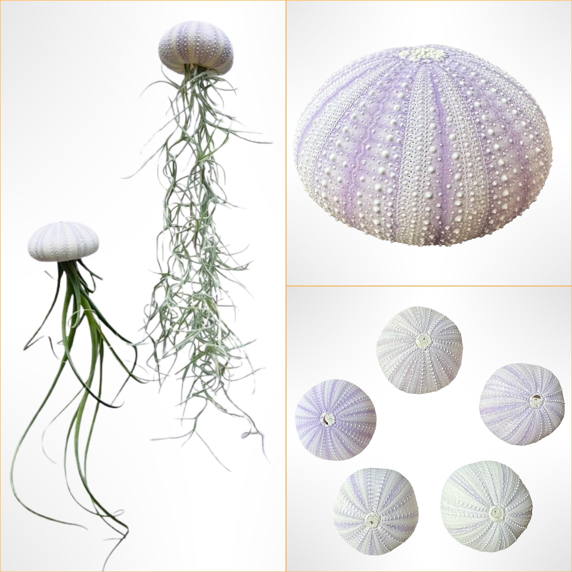 Satz von drei wunderschöne Jelly-Fish mit lila Seeigel und verschiedenen Luftpflanzen