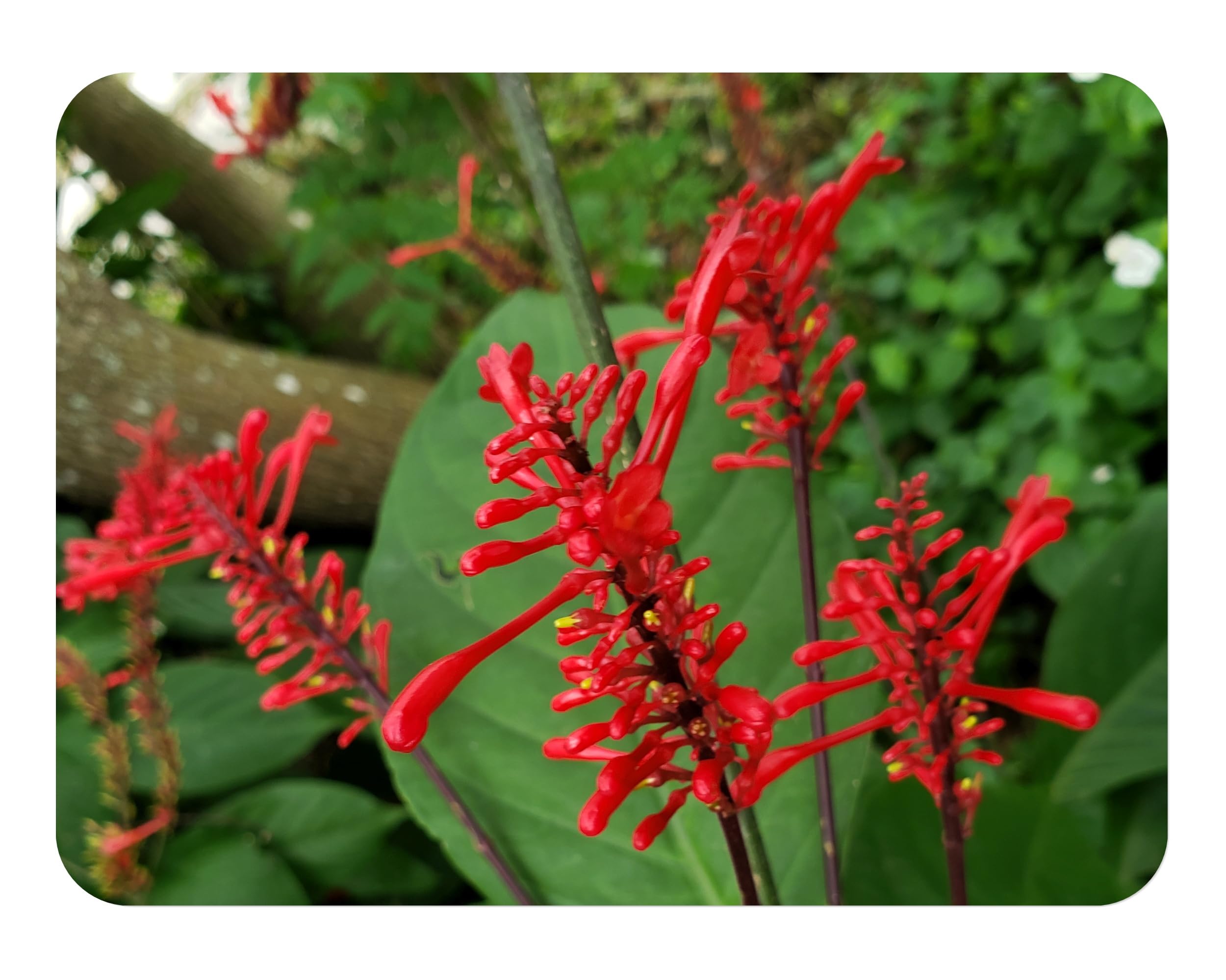 Firespike Red