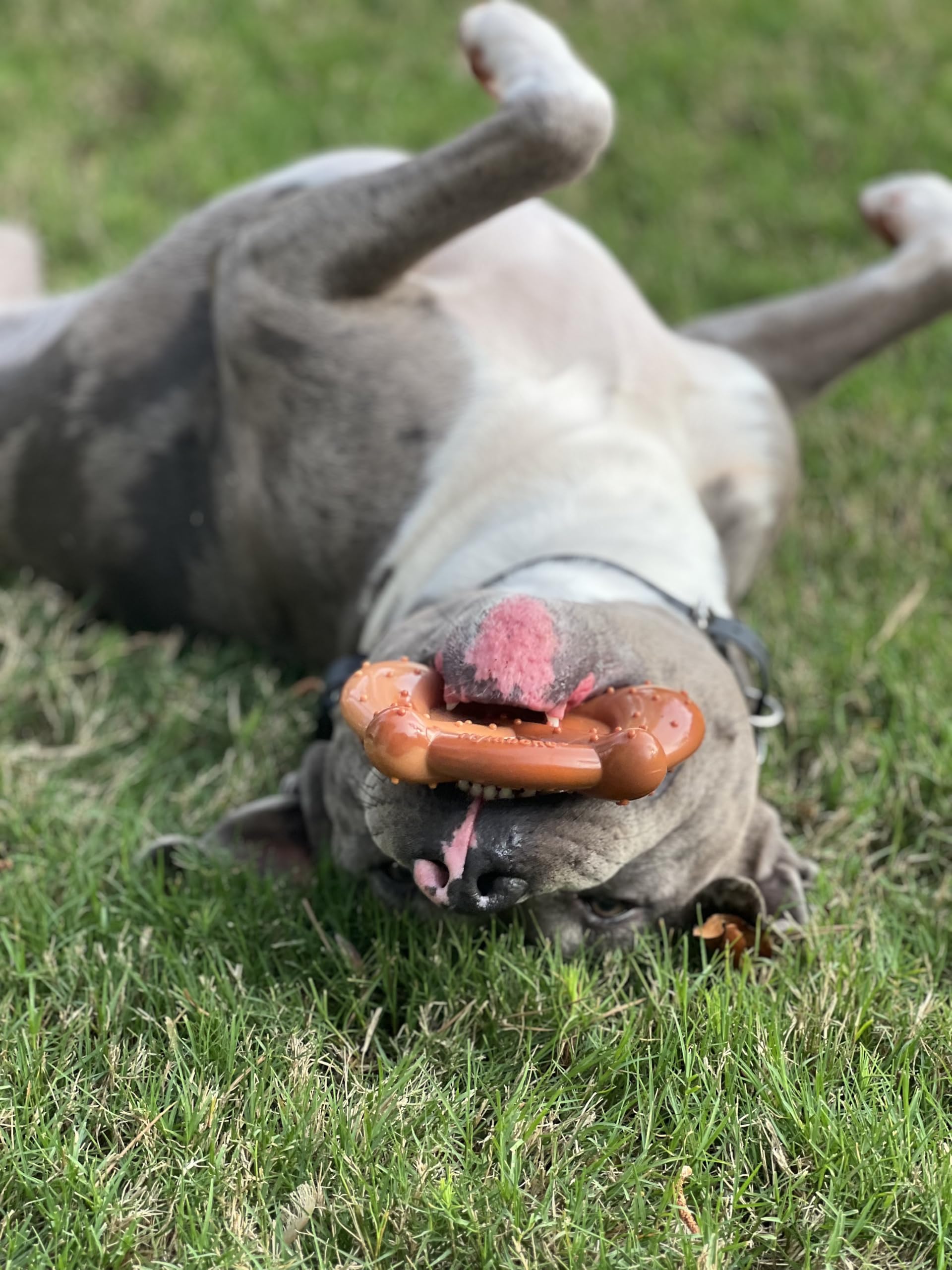 Nylabone Precel zabawka dla psa - Power Chew Dog Toy dla agresywnych gryzaków - boczek i masło orzechowe mały/regularny