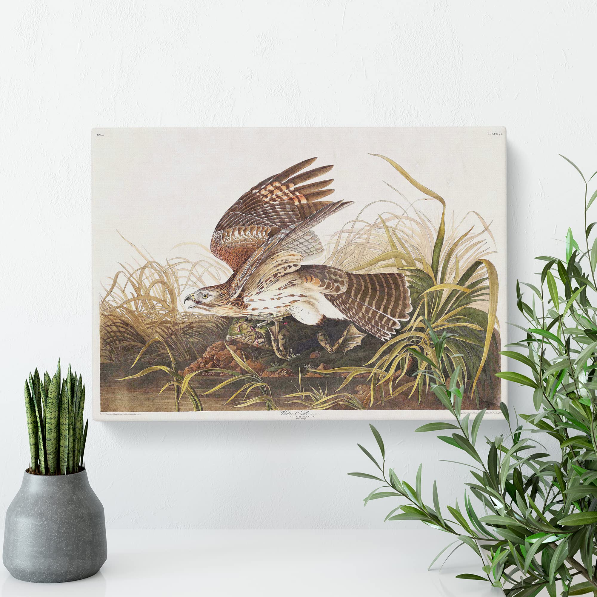 Winter Hawk By John James Audubon Canvas Print, Mixed, 25L x 50W cm - Image 3