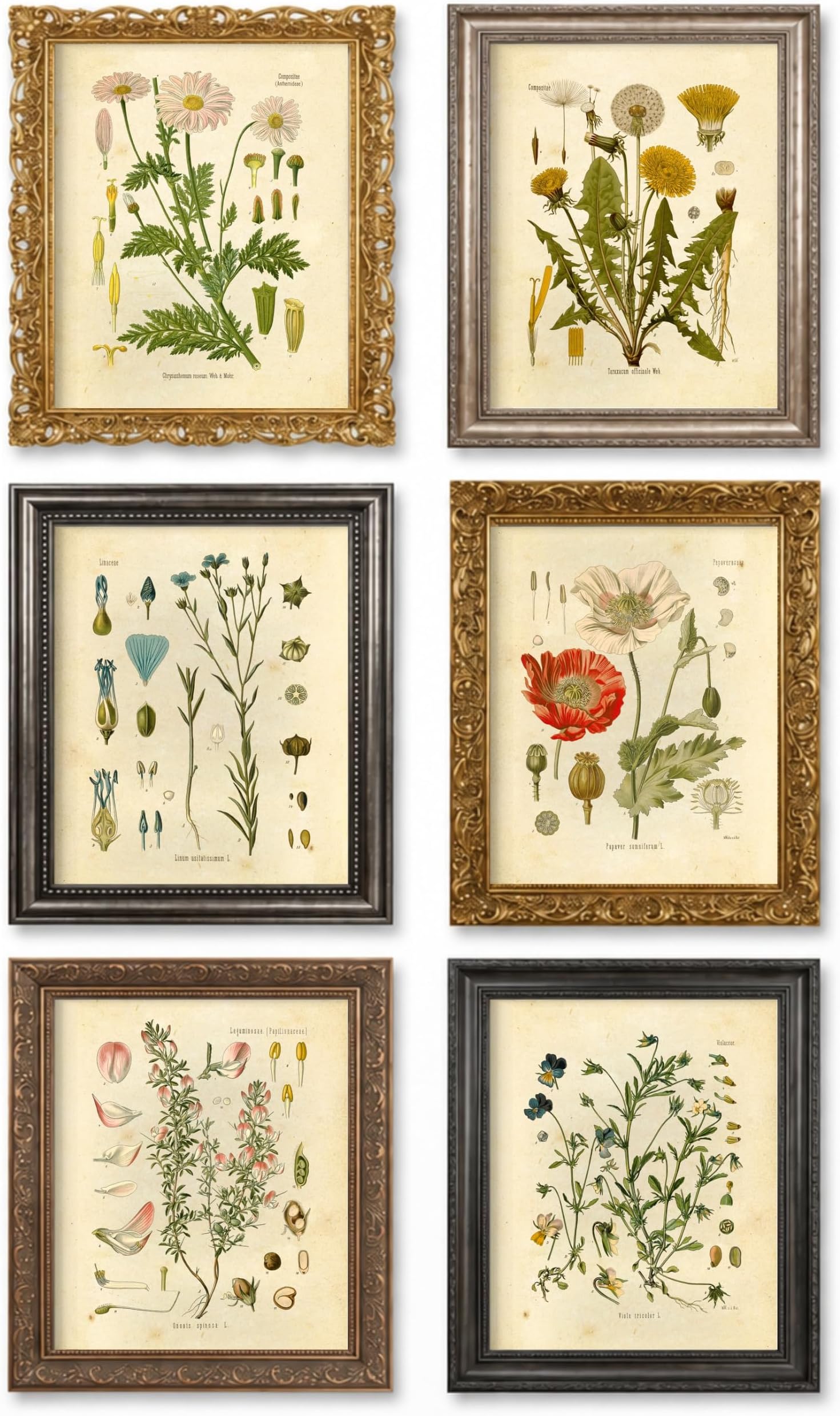 Ink Inc.- Wildflower Prints (Set of 6), Wall Art, Gallery Wall Decor, Floral Poster Set, Gallery Wall Decor, Bedroom Decor, Botanical Prints, 100 lb Satin Paper, 8x10 Inch Framed Art Prints - Unframed