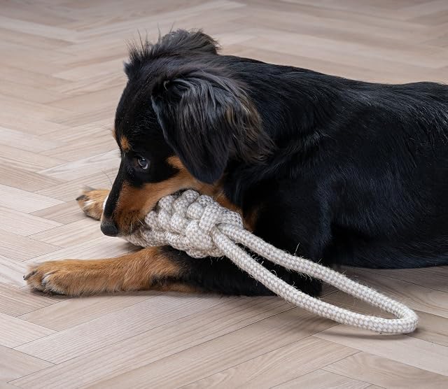 Foto 6 de 7 de Fackelmann Cuerda de algodón Resistente para Perros, Ideal para Tirar, Masticar Interactivo, Reforzada